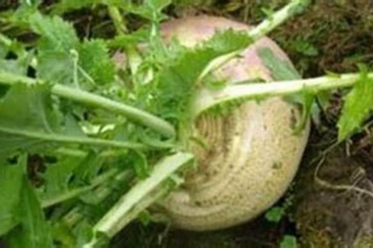 蔓菁的种植方法和时间