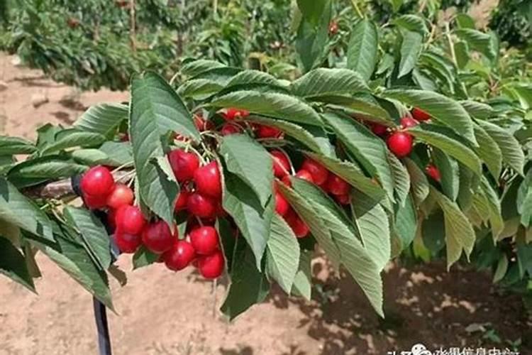大樱桃结果树应如何施肥？