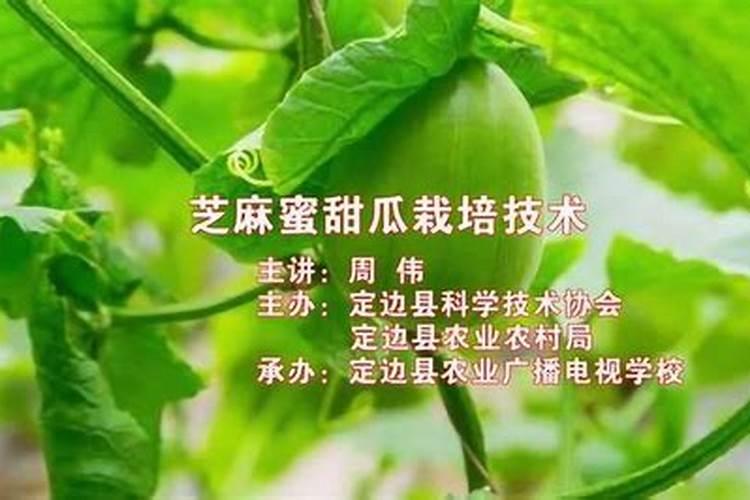 大元素颗粒水溶肥大拳头在甜瓜上怎么用？有用过的说一下使用方法吗？