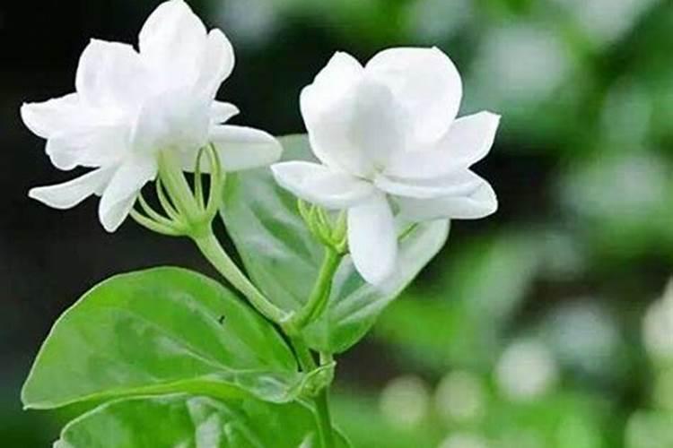 茉莉花施什么肥最好