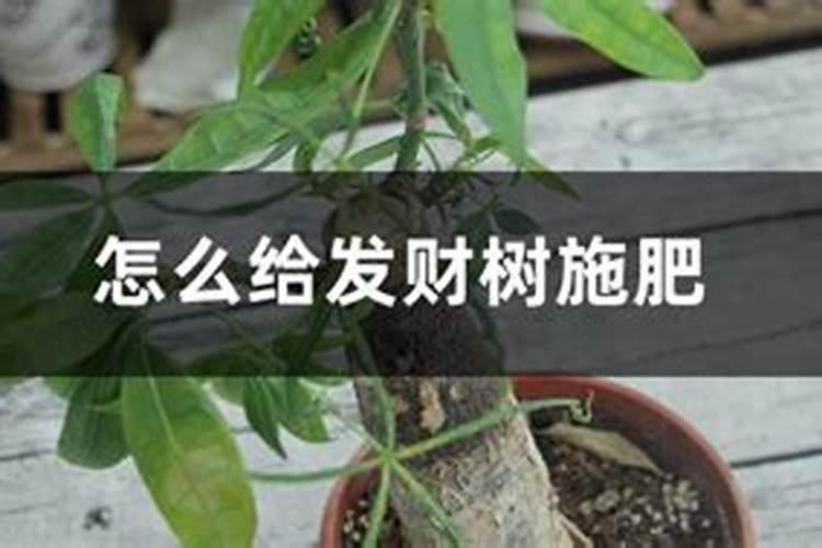 发财树叶子生根方法