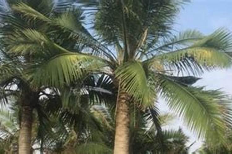 怎样养护植物国王椰子