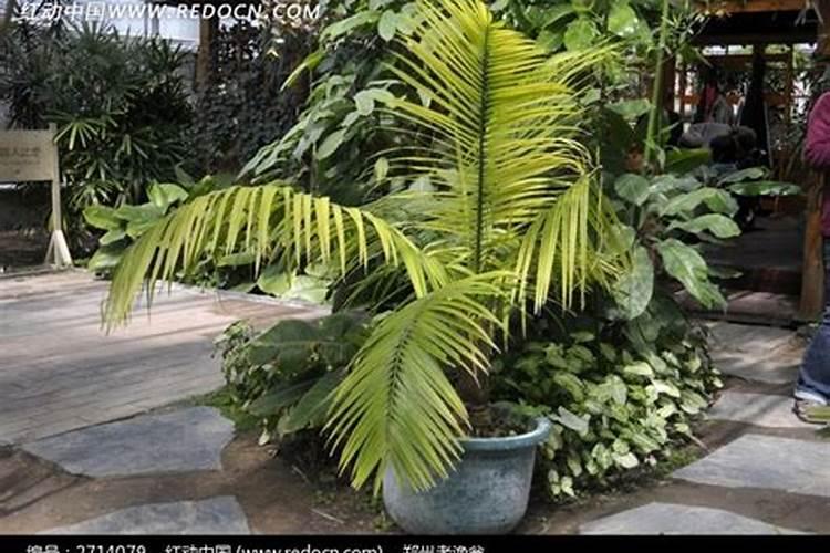 国王椰子长白色小虫子原因,怎么处理？