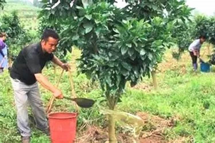 什么肥料种花好;果树施什么肥料最好