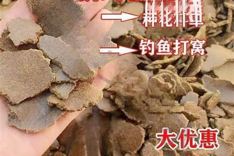菜饼喂鱼正确办法
