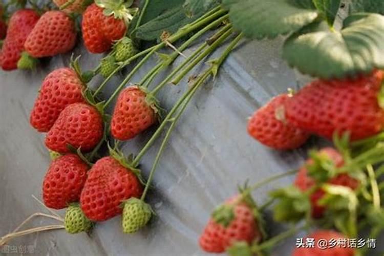 磷肥对果树的作用是什么