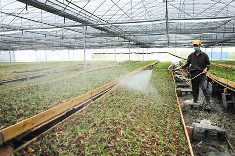 我想问一下水稻叶面肥能不能和硫酸锌一起喷施？