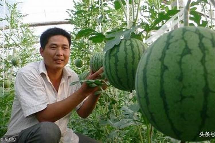 芸苔素使用有什么禁忌