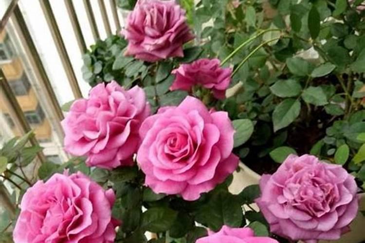 月季花夏季施什么肥好