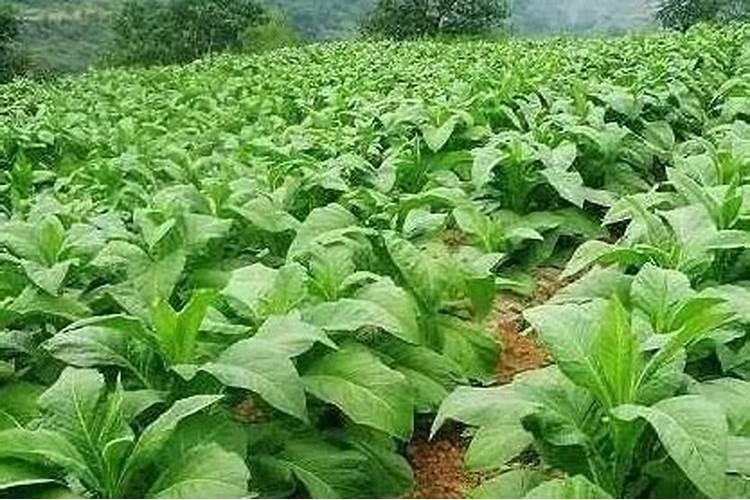 高硫氮肥适合什么作物芸豆豆角茄子可以用吗？