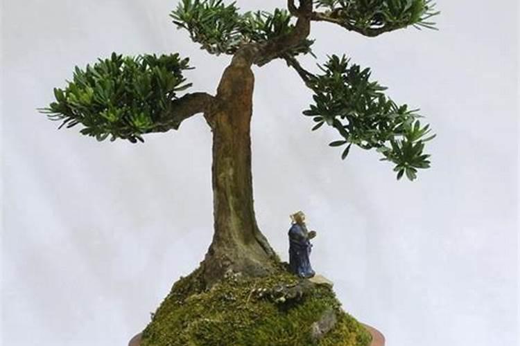 上水石怎么养护和保养