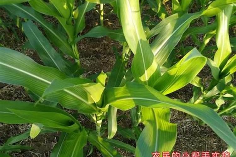 玉米追肥用什么肥料比较好