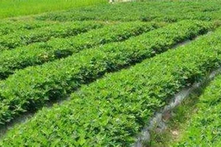 种花生用什么肥料好
