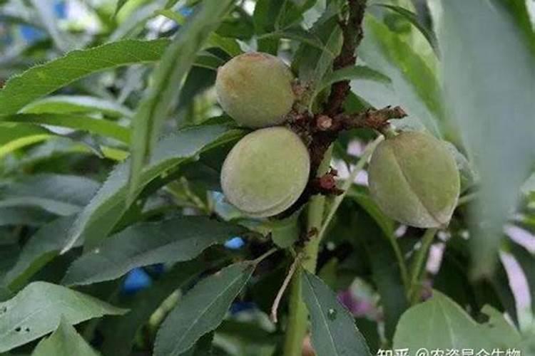 我在网上买的桃树苗,我用生根水泡过,然后种盆里,然后叶子一直下垂,我都...