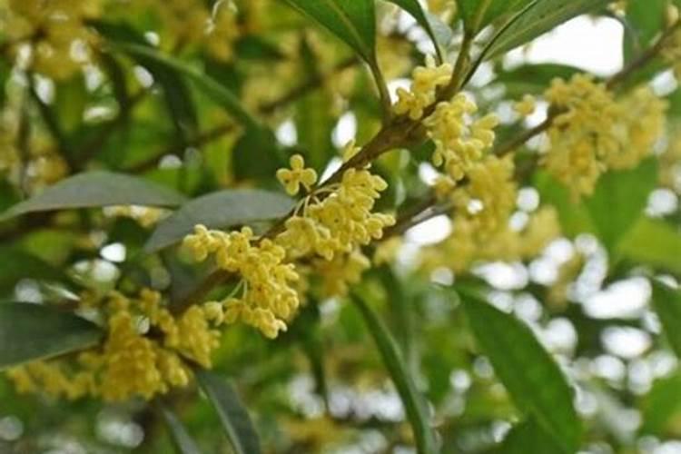 桂花树一般都使用什么叶面肥