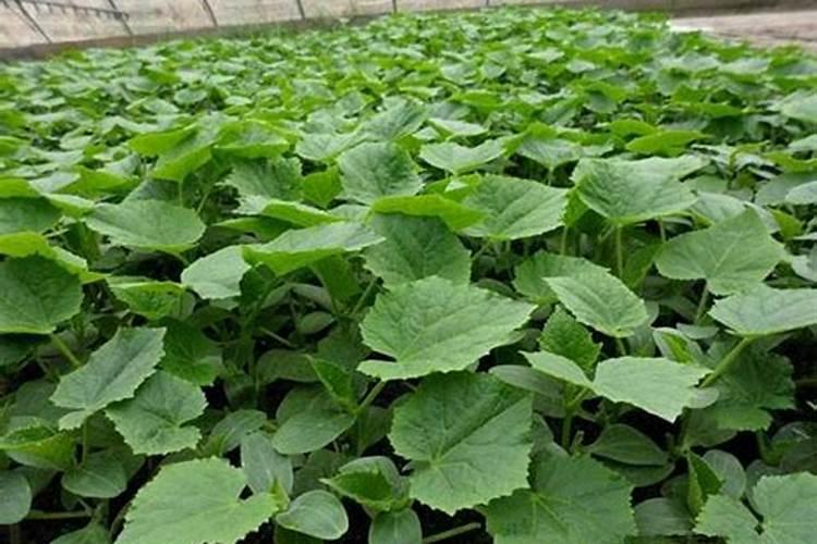 黄瓜怎么管理才能结的多