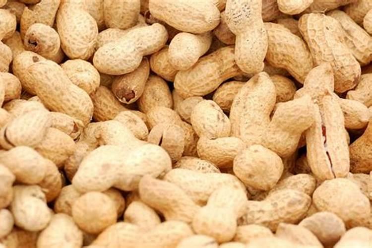 花生米埋土可做肥料吗 花生米埋土能做肥料吗