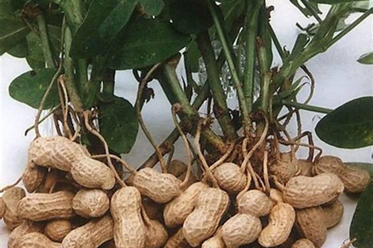 花生米埋土可做肥料吗