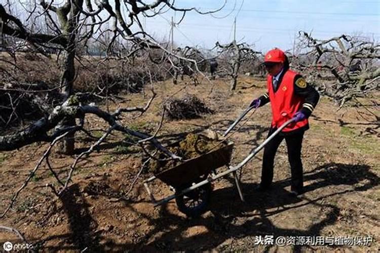 苹果树花后多久补肥好 树体补肥有什么好处
