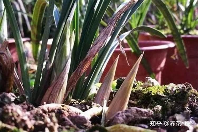 兰花可以用磷酸二氢钾肥吗 兰花能用磷酸二氢钾肥吗