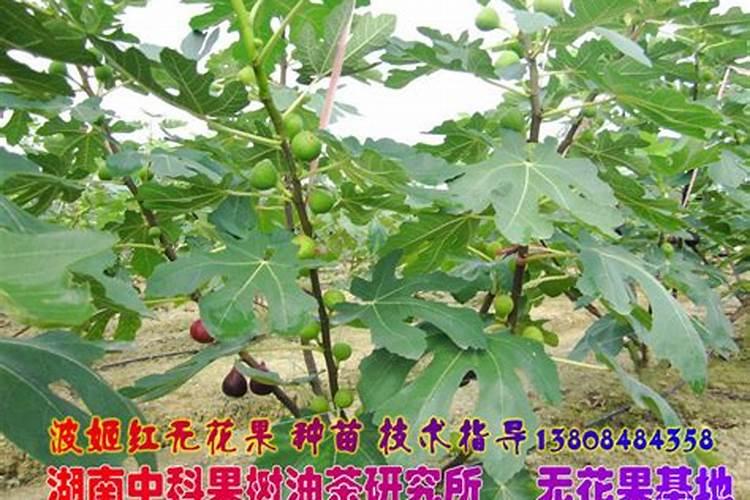盆栽无花果的养殖方法和注意事项