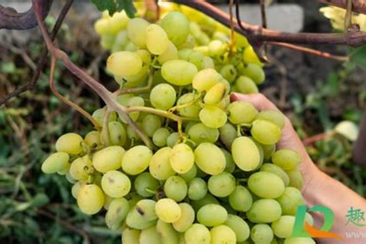 葡萄转色期用高磷肥能行不葡萄上色期用什么肥料好