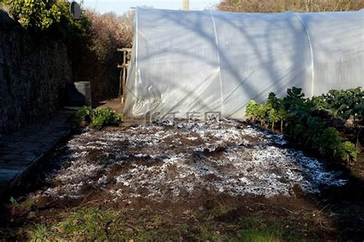 草莓是怎么种植的