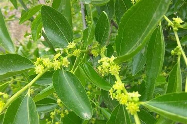 枣树开花结果初期施什么肥