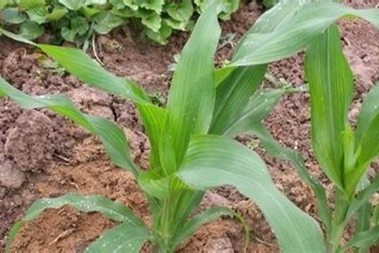 豆角保花保果农药最佳配方,什么时候打合适