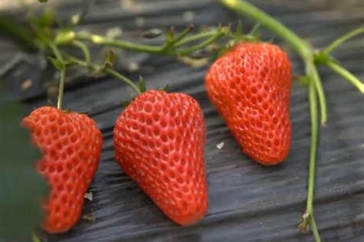 甜宝草莓苗种植后如何追肥管理？