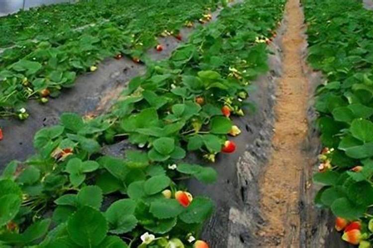 草莓施肥用什么肥料最好又可增产 用肥哪种最好