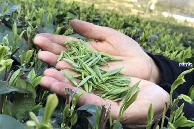 茶叶用什么肥料最好