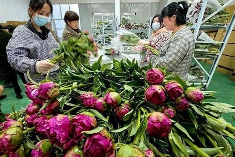 鲜切花洋牡丹怎么养才长得好 养殖鲜切花洋牡丹的方法