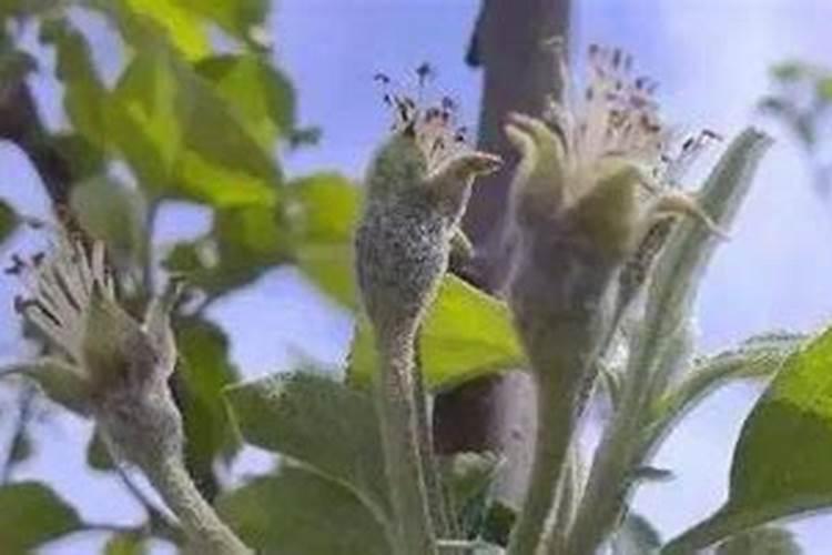 苹果花后施什么肥好 选择什么肥料合适