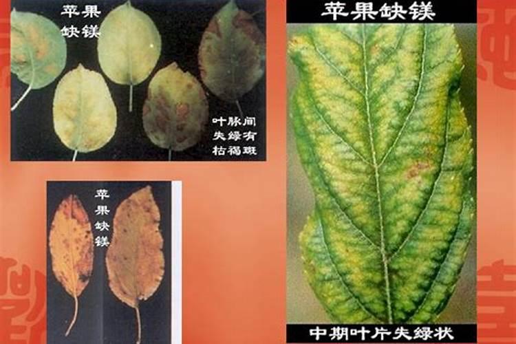 苹果树缺镁有什么症状