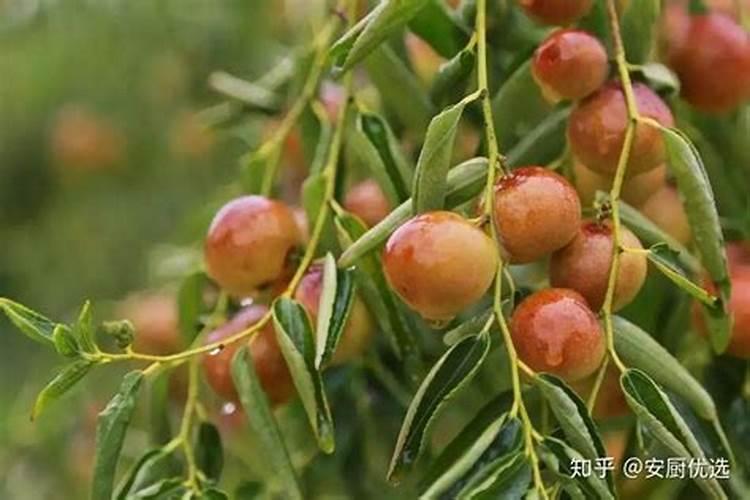 枣树开花结果初期施什么肥