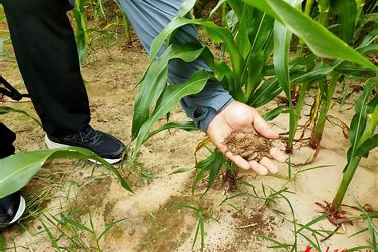 碱地用什么肥料去碱 碱地适合种什么