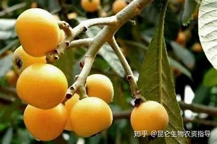 茶花最忌三种肥料