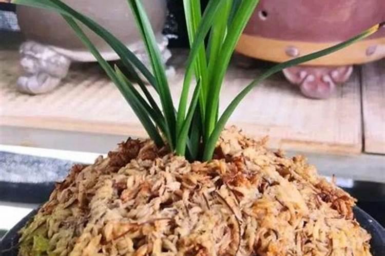 兰花盆铺苔癣怎么养掌握这三种方法就够了？