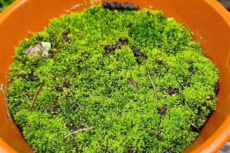 用青苔种兰花怎么施肥(有青苔的盆栽兰花怎么施肥)