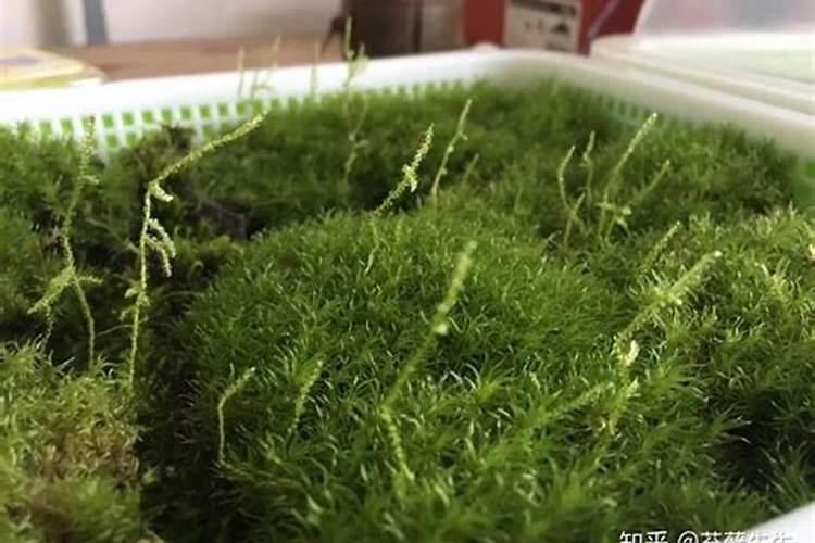 自制叶面肥的土方法