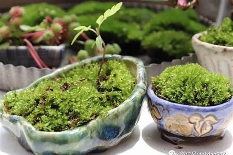 兰花盆铺苔癣怎么养掌握这三种方法就够了？