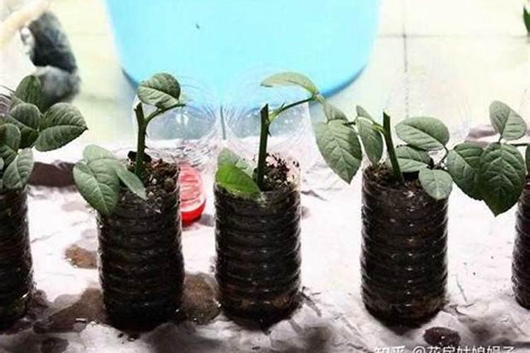 番茄定植后,什么时候打药好