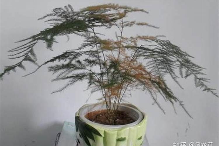 文竹叶子干枯发黄怎么挽救(了解黄叶的补救措施)