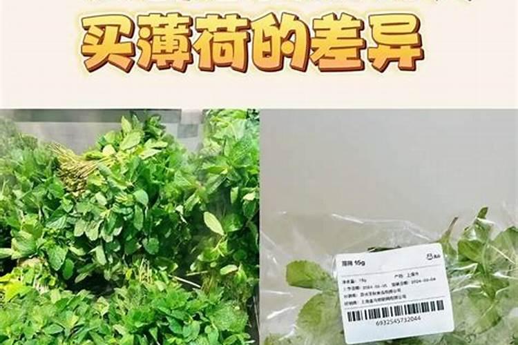 薄荷用什么肥料长得好