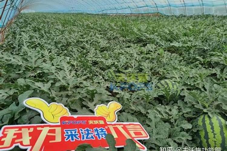 西瓜用什么肥料增甜