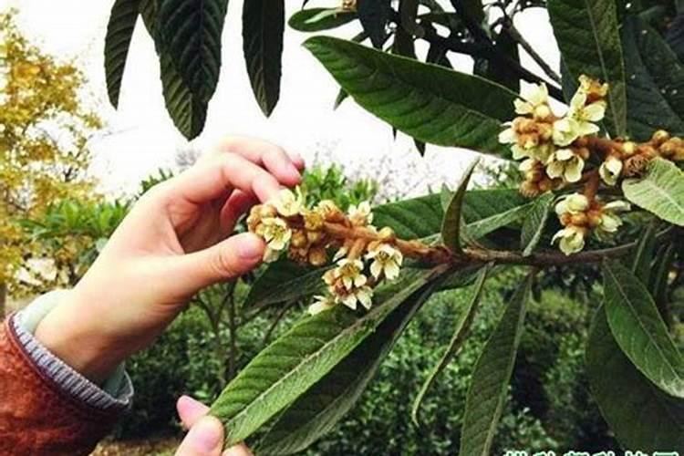 种植新手怎么选择优质的芸苔素内酯？什么时期使用？