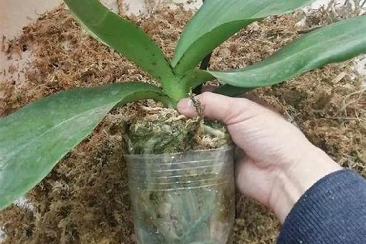 球花石斛的养殖方法及注意事项
