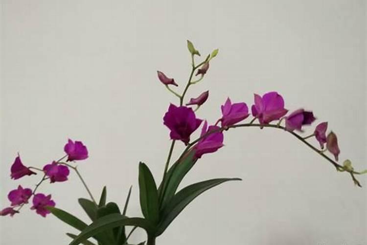 家里养的花卉开花少要怎么施肥