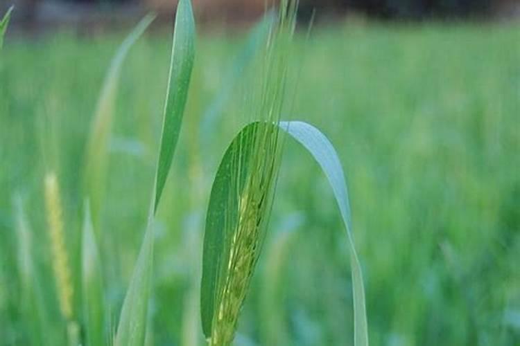 油菜施硼肥要注意什么